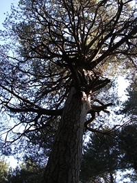 ppinazzu-20110828 009